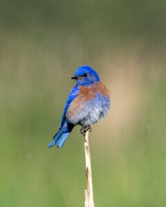 Western bluebird at Kachina Wetlands