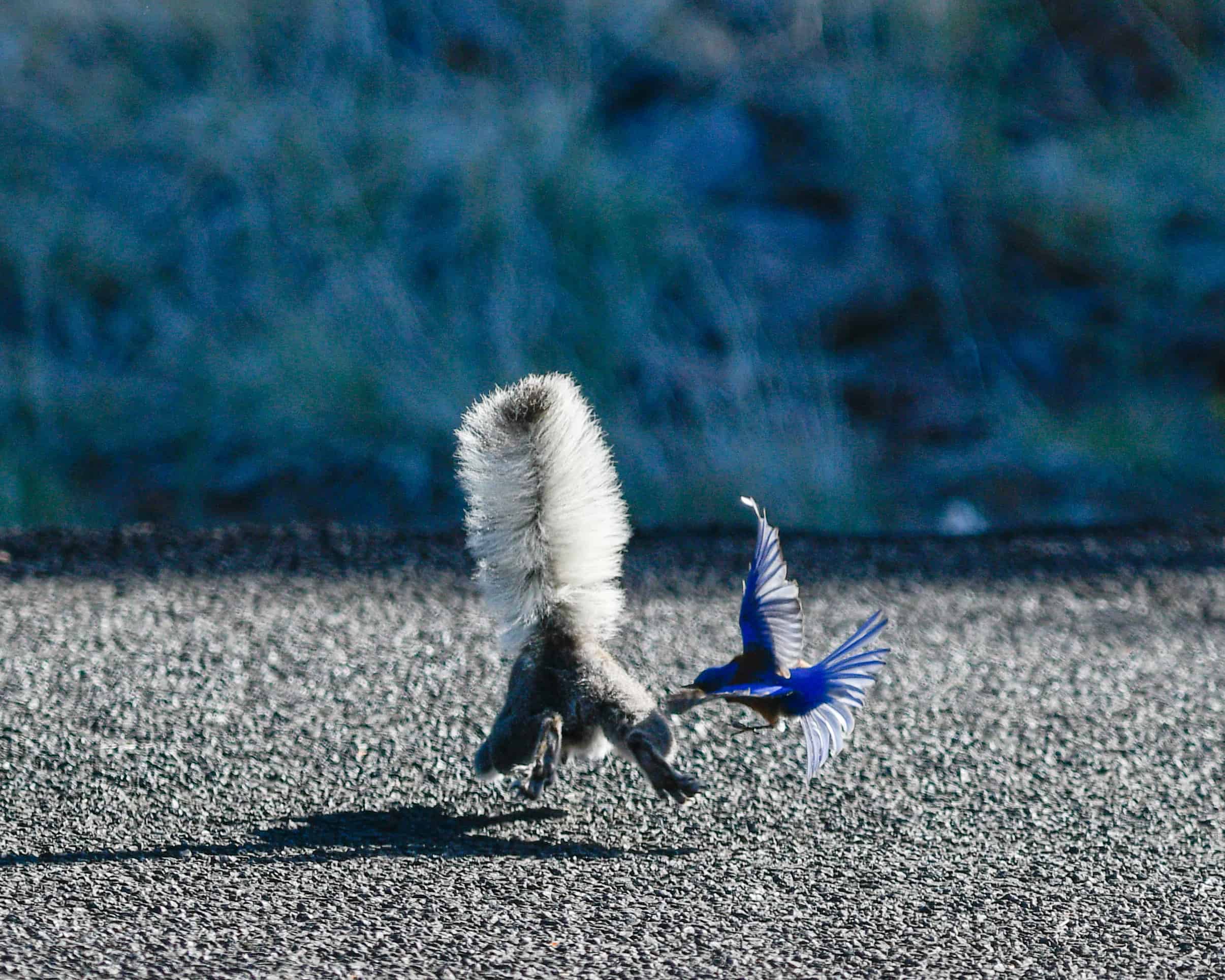 Abert's Squirrel & Western Bluebird interaction