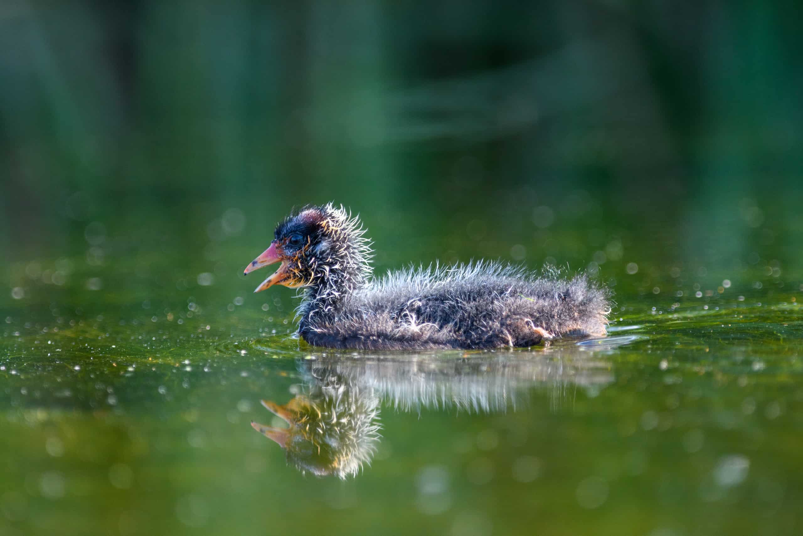 Young American Coot