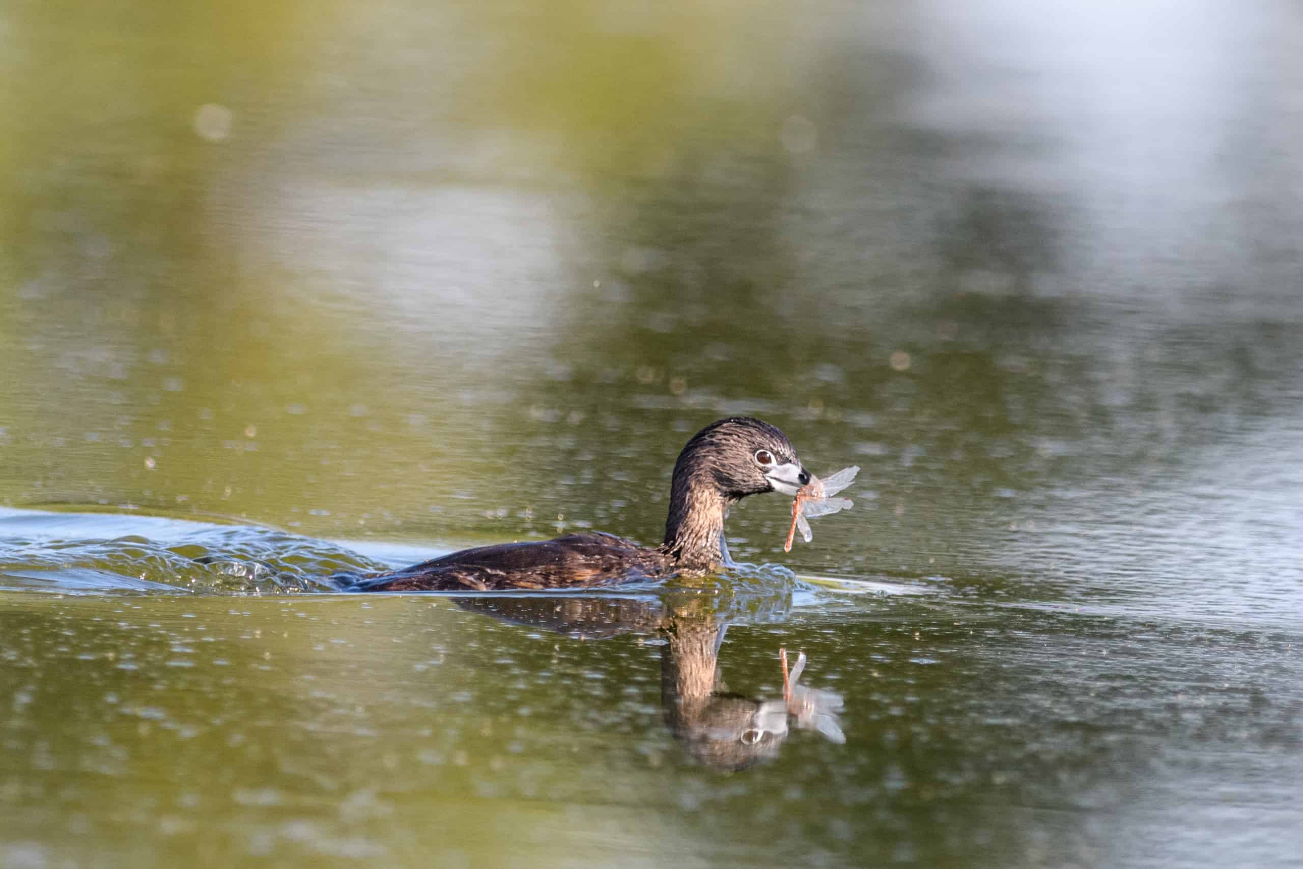 Pie-billed Grebe