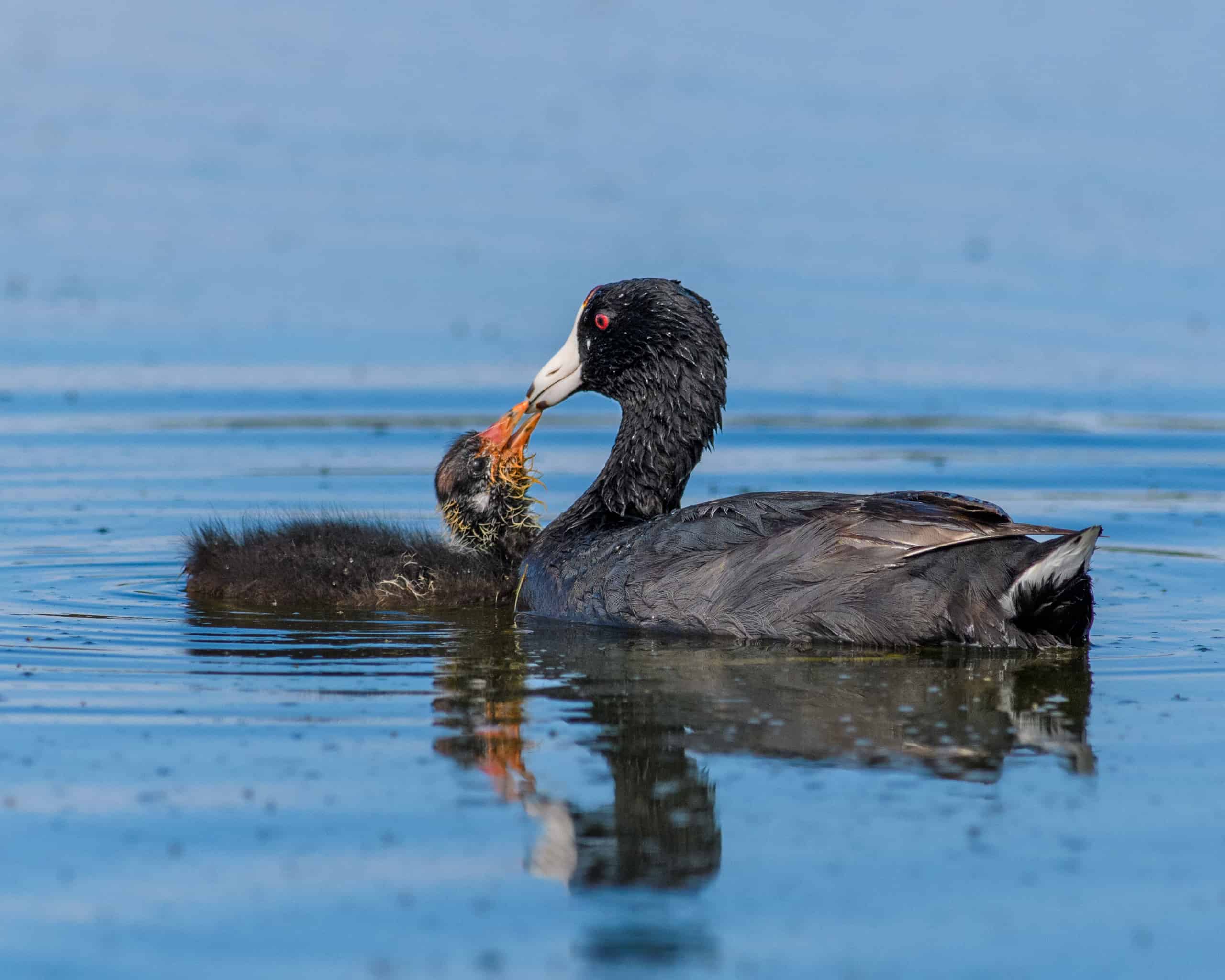 American Coots - Adult and chick