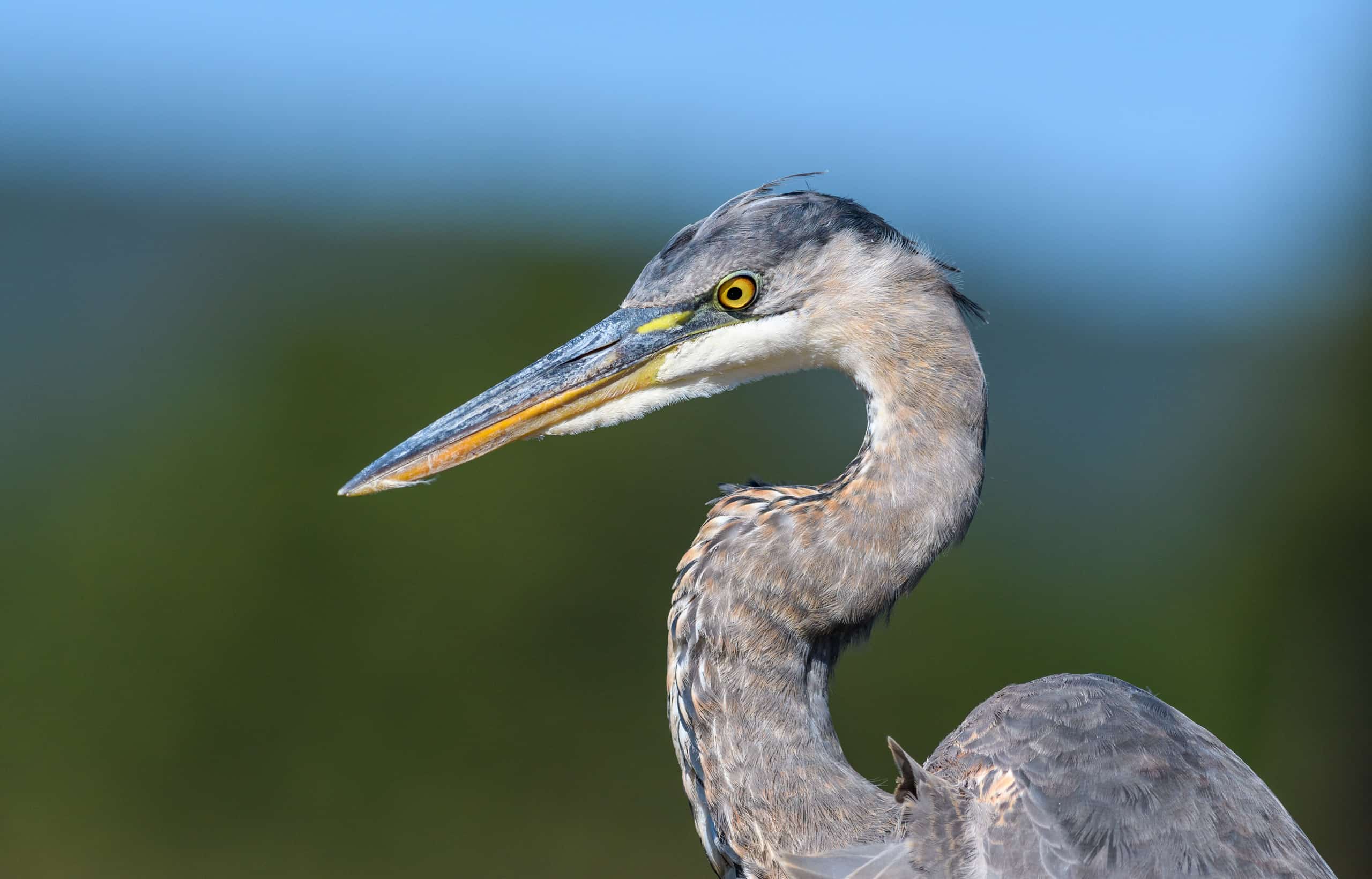 Great Blue Heron