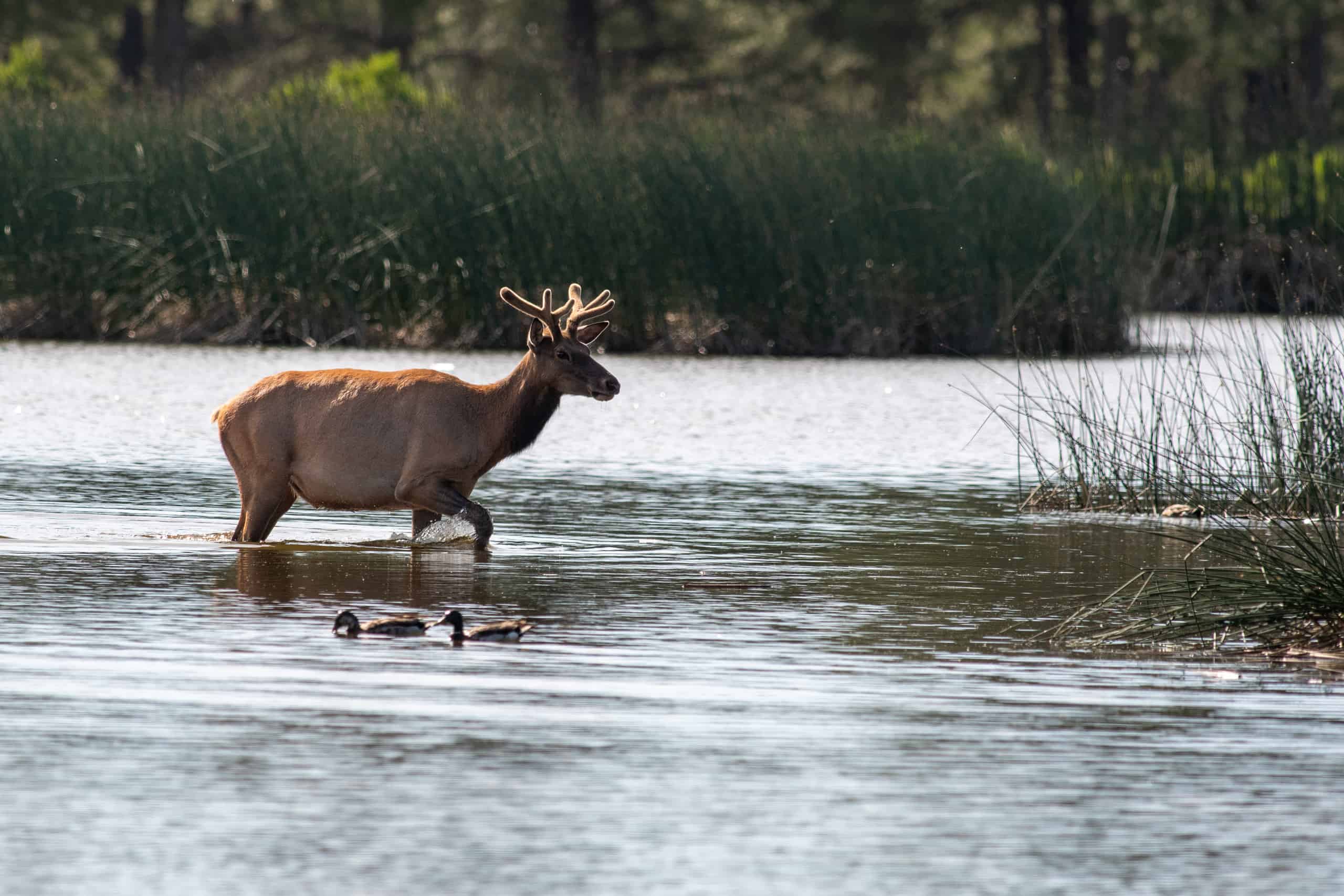 Image of elk behind ducks (Taken at Kachina Wetlands)