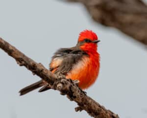 Vermilion flycatcher at Whitewater Draw Wildlife Area