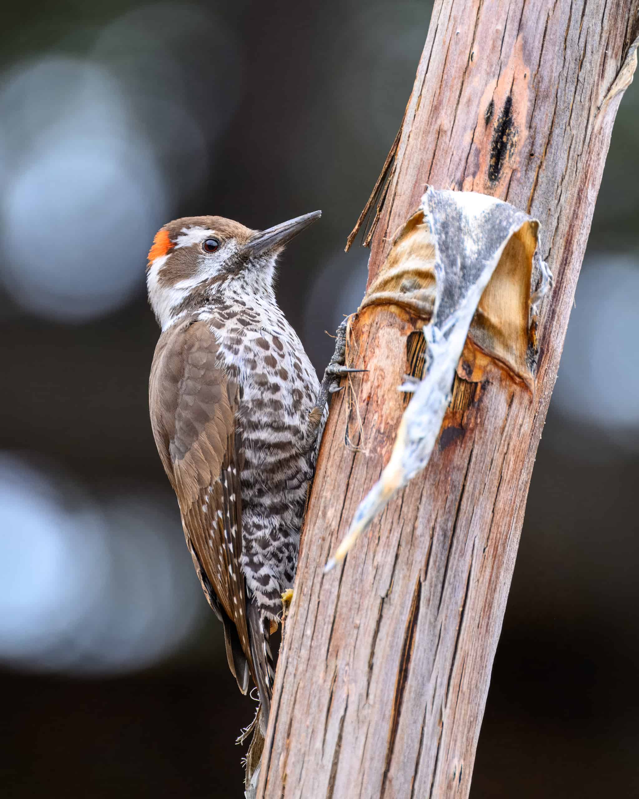 Arizona Woodpecker
