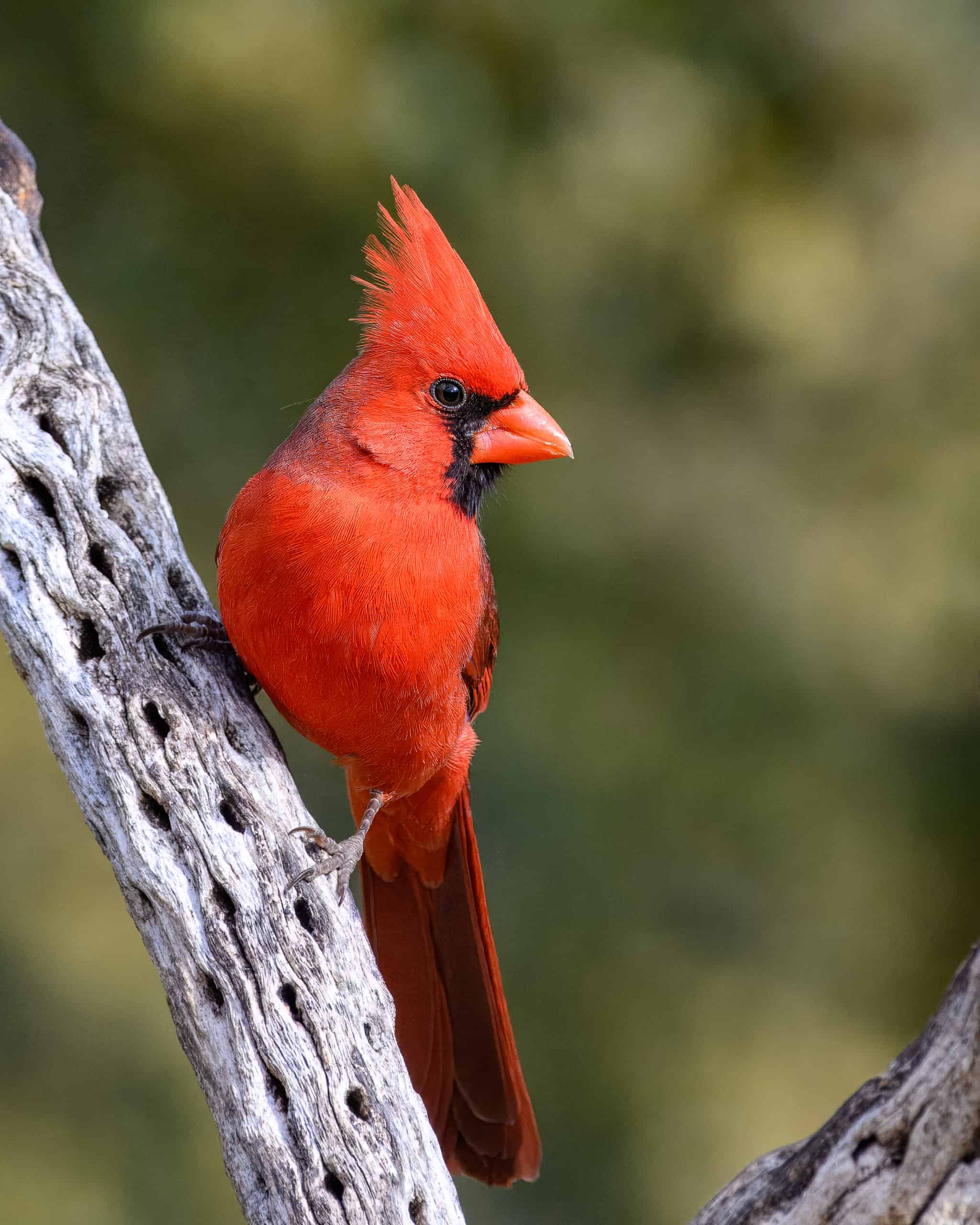 Northern Cardinal
