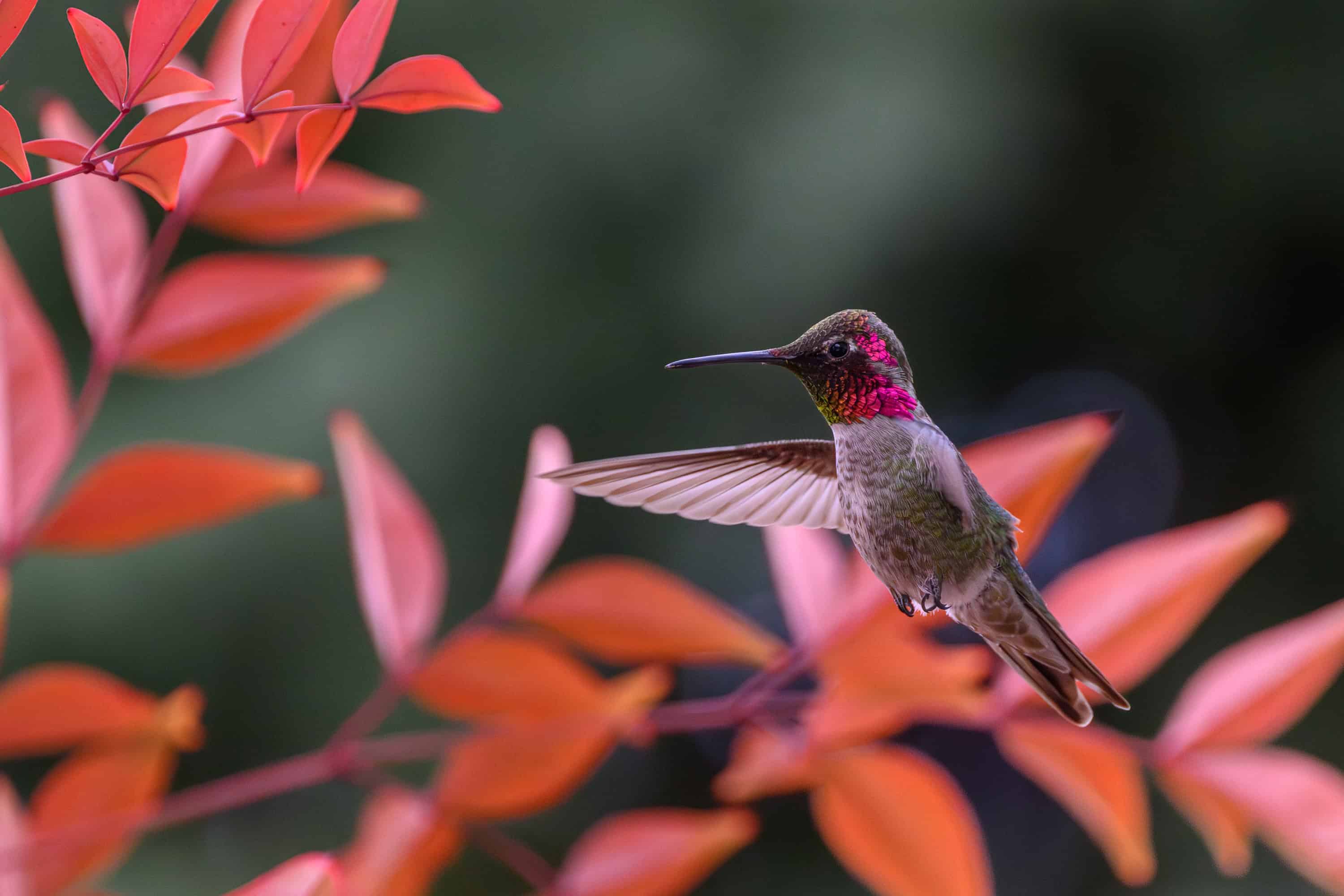 Anna's Hummingbird