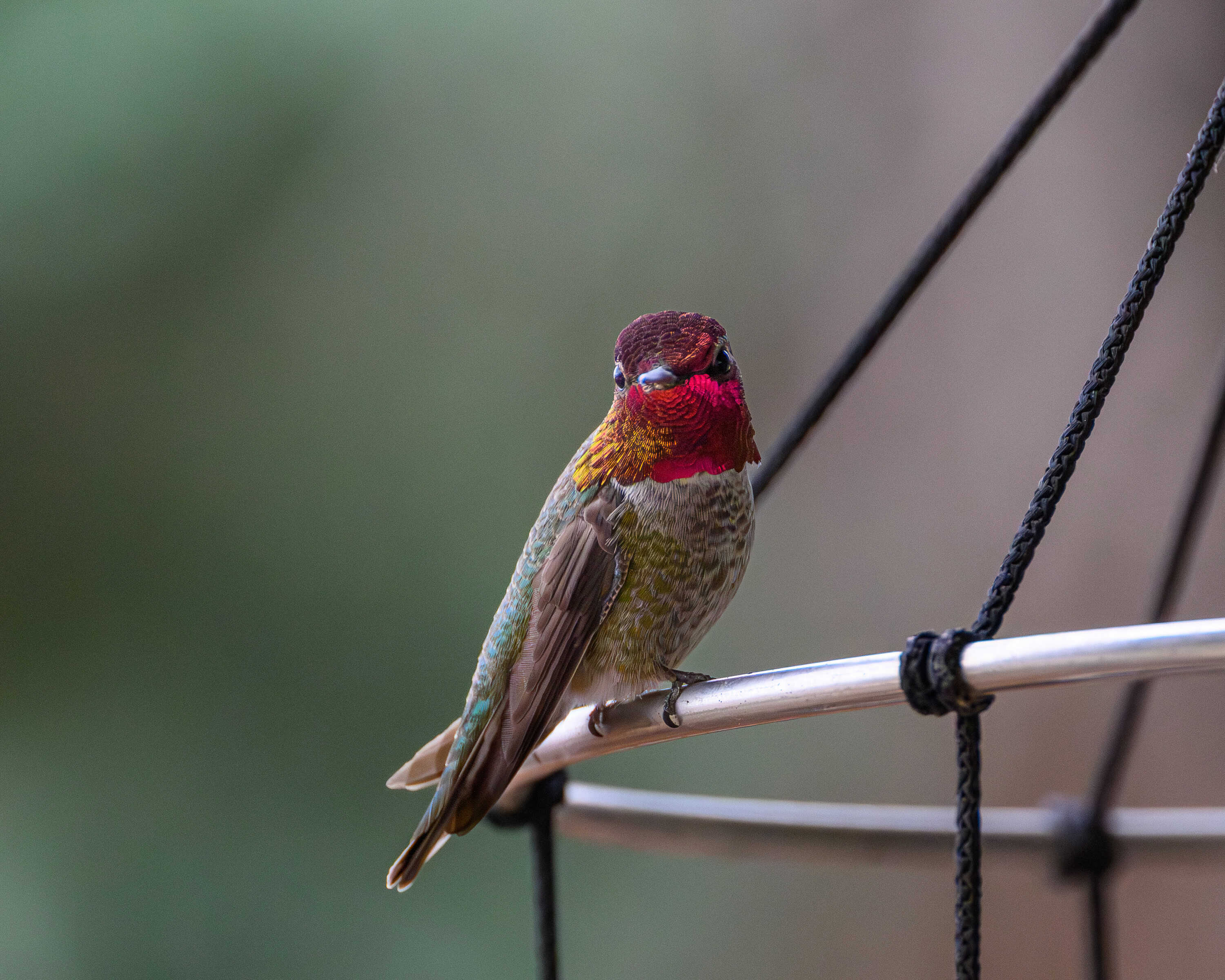 Anna's Hummingbird