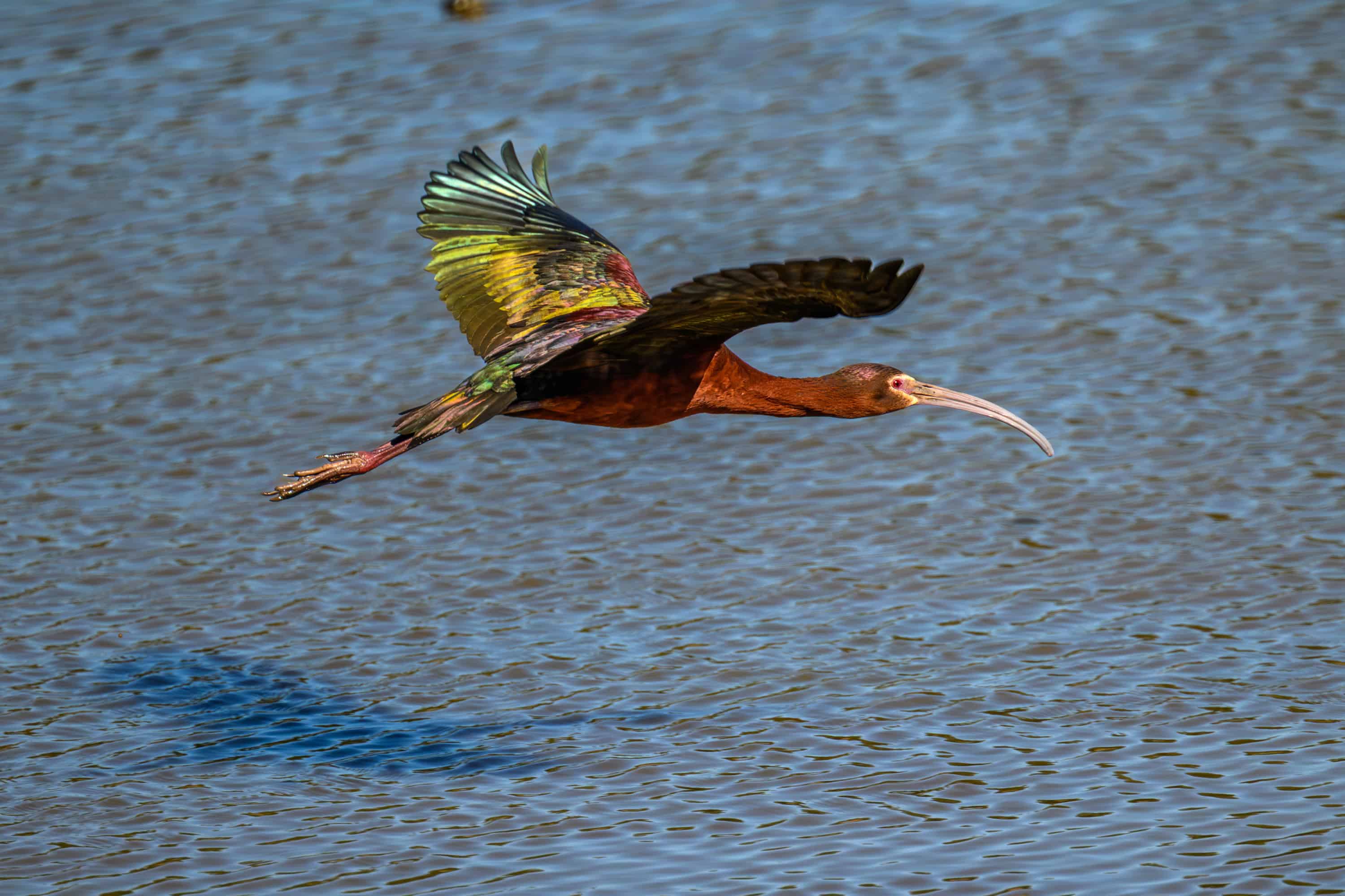 White-faced Ibis