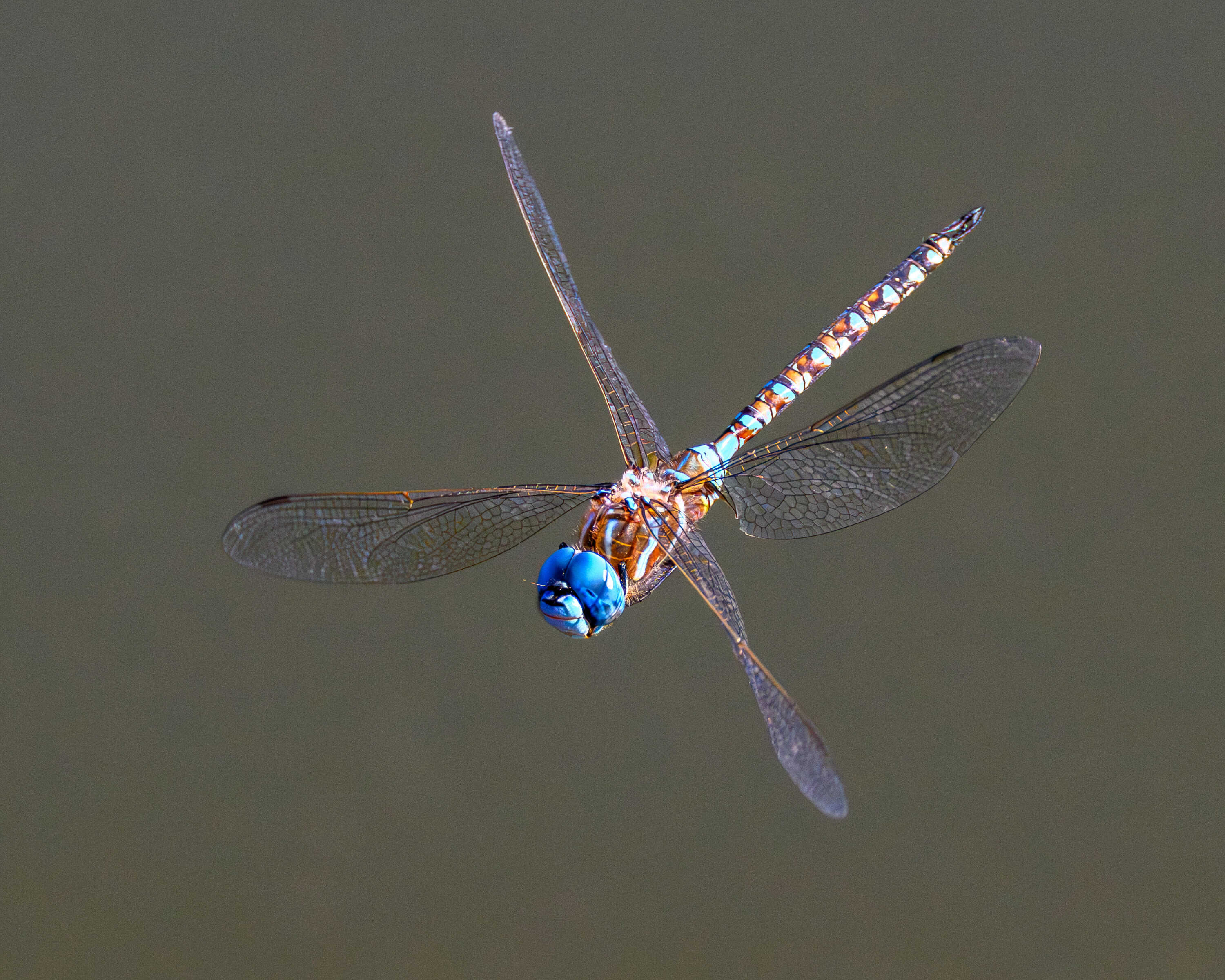 Blue-eyed Darner
