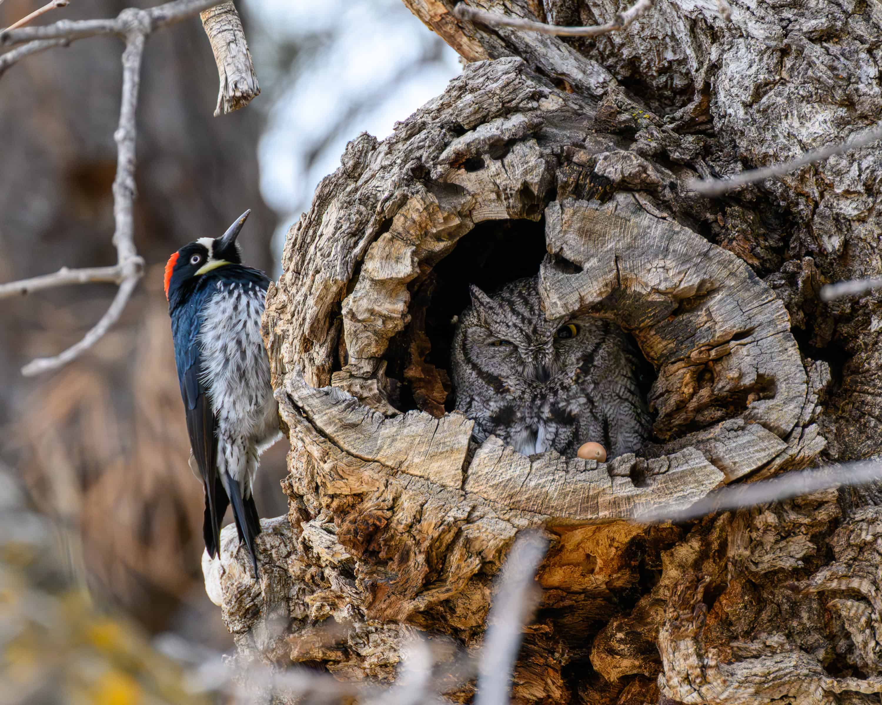 Screech Owl and Acorn Woodpecker